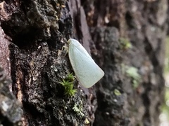 Flatormenis proxima