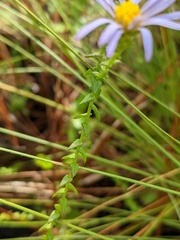Symphyotrichum walteri