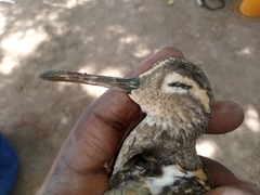 Rostratula benghalensis