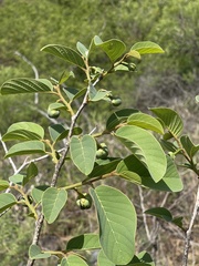 Annona senegalensis