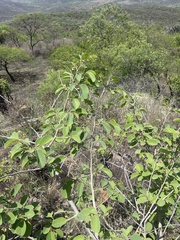 Annona senegalensis