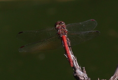 Sympetrum nigrifemur