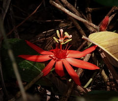 Passiflora vitifolia