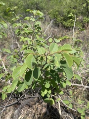Annona senegalensis