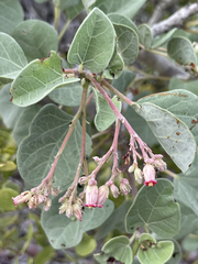 Jatropha canescens