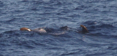 Globicephala macrorhynchus