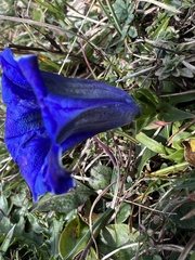 Gentiana clusii