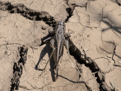 Platycleis albopunctata