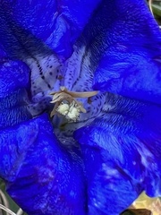 Gentiana clusii