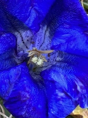 Gentiana clusii