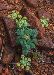 Lomatium dasycarpum dasycarpum