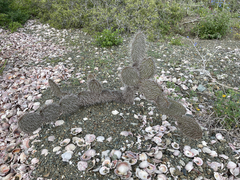 Opuntia pycnantha
