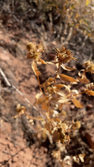 Grindelia squarrosa