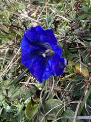 Gentiana clusii