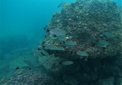 Haemulon maculicauda