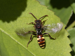 Nomada leucophthalma
