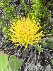 Leucospermum gracile