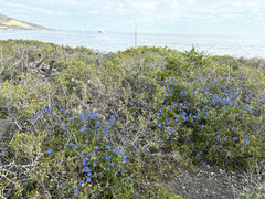 Jacquemontia abutiloides