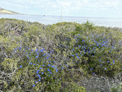 Jacquemontia abutiloides