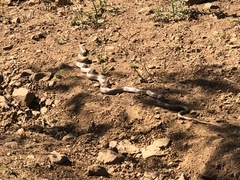 Philodryas chamissonis