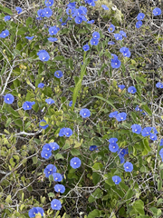 Jacquemontia abutiloides