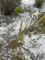 Muraltia satureioides