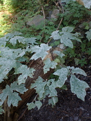 Acer macrophyllum