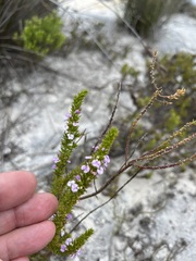 Muraltia satureioides