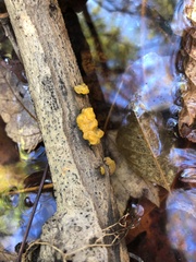 Tremella mesenterica