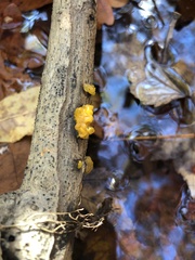 Tremella mesenterica