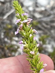 Muraltia satureioides