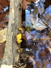Tremella mesenterica