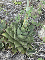 Agave margaritae