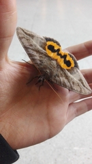 Eudocima serpentifera