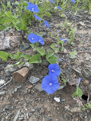 Jacquemontia abutiloides