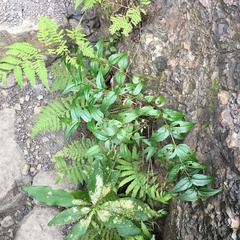 Eupatorium tashiroi