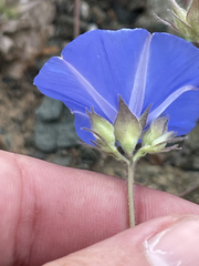 Jacquemontia abutiloides