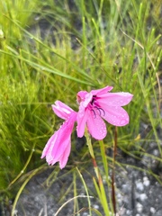 Watsonia borbonica