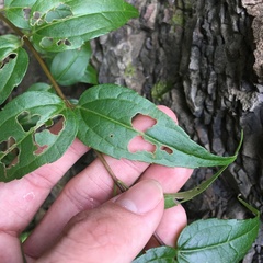 Eupatorium tashiroi