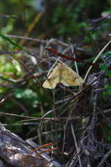 Eulithis populata