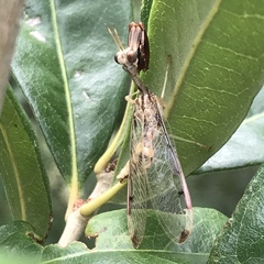 Dicromantispa interrupta