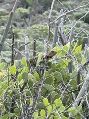 Sceloporus zosteromus