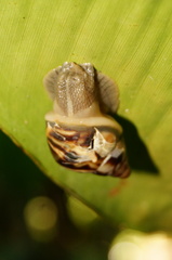 Image of Orthalicus uhdeanus