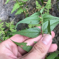 Eupatorium tashiroi
