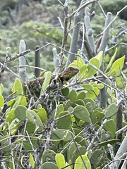 Sceloporus zosteromus