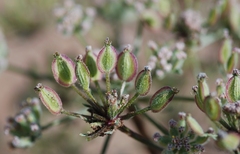Lomatium dasycarpum dasycarpum