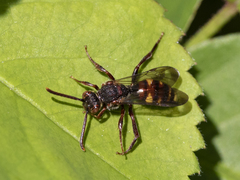 Nomada leucophthalma