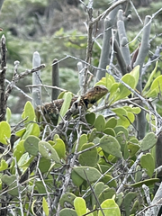 Sceloporus zosteromus