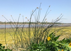 Schoenoplectus californicus