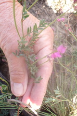 Indigofera declinata